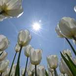 Behang Noordwand Holland 4997-250 Tulpen Zon