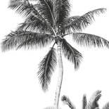 Komar Into Adventure palmboom IAX4-0011 Behang
