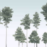 Komar Raw Pines R4-040 Behang