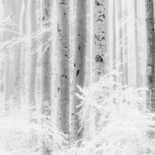 Komar Raw Winter Wood R4-043 Behang