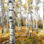 Komar Stefan Hefele 2 Colorful Aspenwoods SHX9-015 Behang