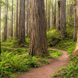 Komar Stefan Hefele 2 Redwood Trail SHX9-077 Behang